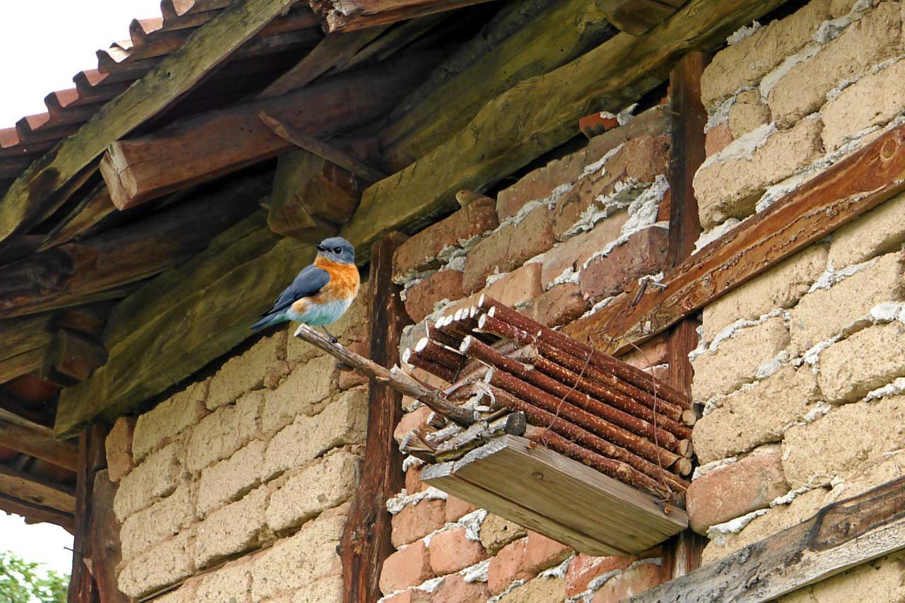 Guest House Medina Belogradçik Dış mekan fotoğraf